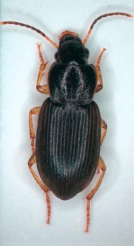 Parophonus maculicornis